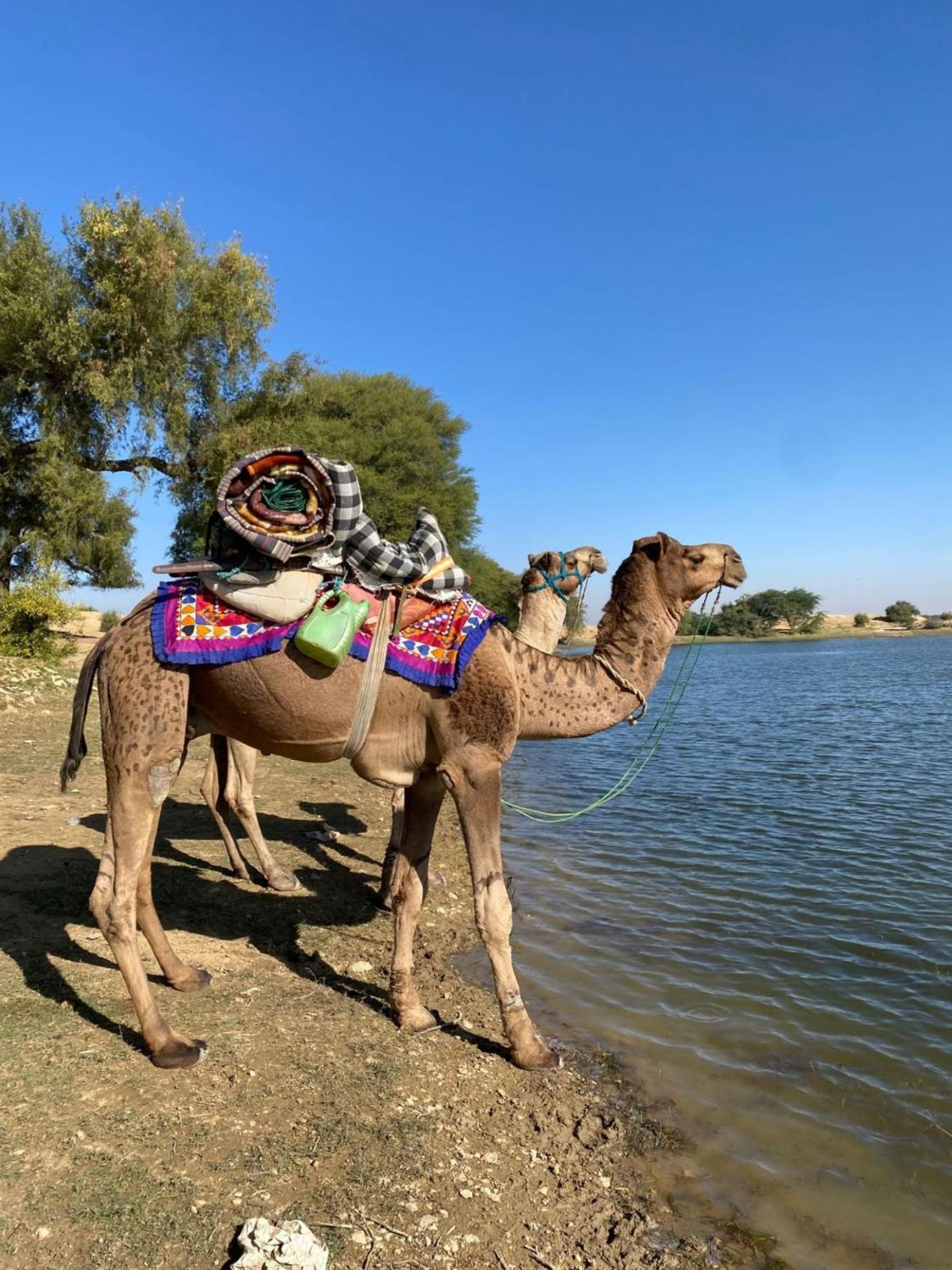Crazy Camel Hotel & Safari Jaisalmer Ngoại thất bức ảnh
